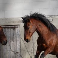 braunes Pferd mit schwarzer Mähne