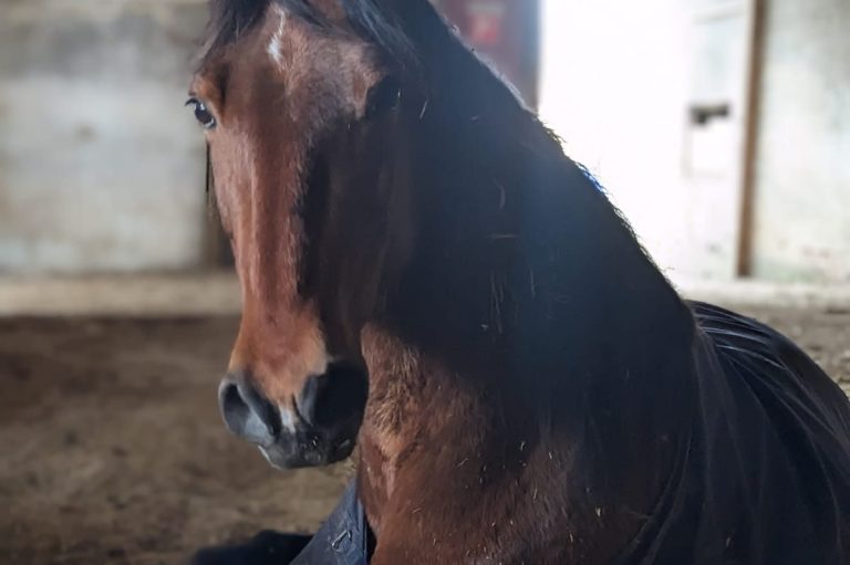 Braunes Pferd steht in einem Stall, mit leicht gesenktem Kopf.